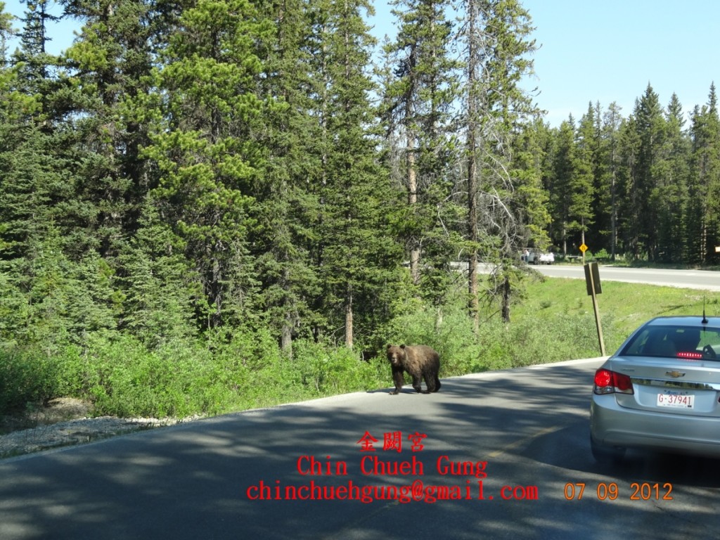 Bear on the road